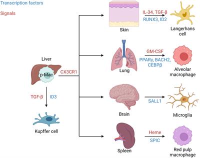 Resident macrophages of the lung and liver: The guardians of our tissues